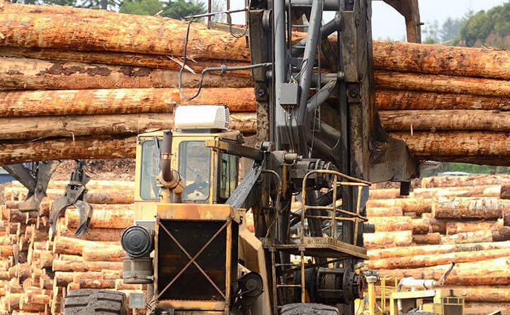 Timber Supply Dynamics